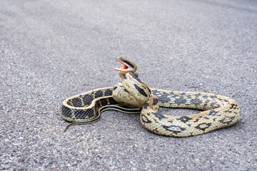 The snake is not dangerous. Yunnan beauty rat snake - Elaphe taeniura ssp. yunnanensis emerged from the forest and coiled on a mountain road in northern Thailand.
