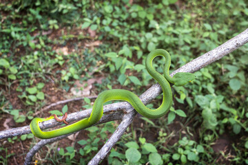 Snake with hemotoxic venom dangerous to the blood system. Female Gumprecht's pit viper - Trimeresurus gumprechti coiled around a dry tree branch in the northern forests of Thailand.