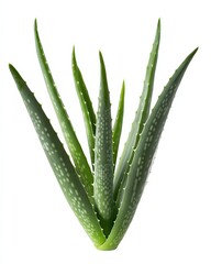 Aloe Vera Plant Isolated on White Background with Clipping Path. Botanical Concept of Green Aloe Leaf in Nature
