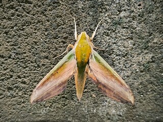 Insects spread their colorful wings and cling to the wall