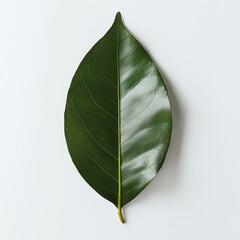 Top view of a single glossy green magnolia leaf