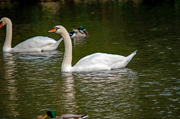 Obraz premium Zwei Schwäne und eine Ente im Hintergrund