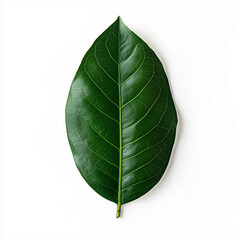 Top view of a single glossy green magnolia leaf