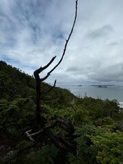 tree on the beach