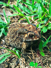The pristine nature at Si Khit Waterfall National Park, Thailand