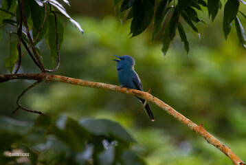 Obraz premium Blue Paradise-Flycatcher