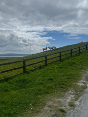 Fototapeta premium Cows grazing in the field
