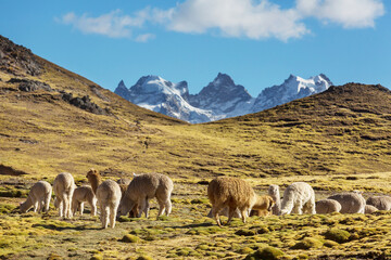 Fototapeta premium Alpaca