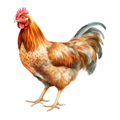 Fototapeta premium rooster watercolor isolated on transparent background cutout