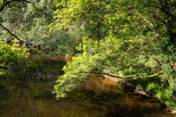 Rivière La Vonne, Ménigoute, Deux Sèvres, 79, France