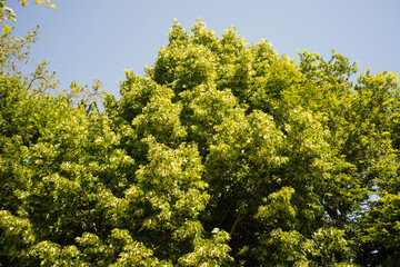 Tilleul à grandes feuilles,.Tilia platyphyllos