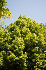 Tilleul à grandes feuilles,.Tilia platyphyllos