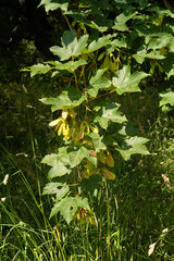 Érable sycomore,.Acer pseudoplatanus