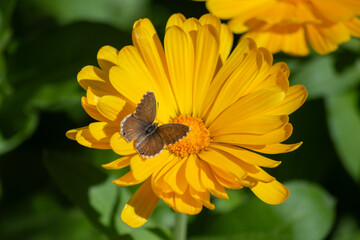 Margarita amarilla con mariposa