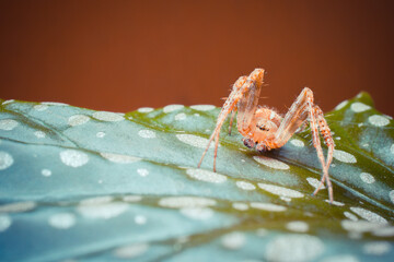 Close-up of a spider on a spotted leaf against a warm, blurred background.