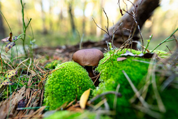 Obraz premium The brown bay bolete grows in its natural environment, in the forest litter.