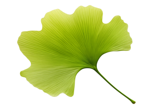 Green leaf of the ginkgo biloba tree isolated on a transparent background.