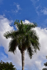 Palm tree and sky with clouds in Ribeirao Preto, Sao Paulo, Brazil