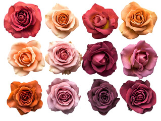Fototapeta premium A colorful assortment of twelve roses showcasing a variety of vibrant hues and intricate petal details.