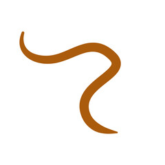 Parasite Worms intestinal