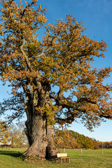 landscape with a huge oak, Kanepju oak is the second largest oak in Latvia and the Baltics