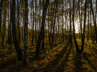 Birch grove with golden leaves in golden autumn, illuminated by the sun at sunset or dawn.