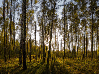 Birch grove with golden leaves in golden autumn, illuminated by the sun at sunset or dawn.