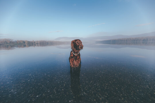 dog in the lake