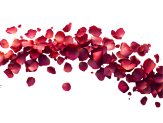 A graceful cascade of vivid red rose petals isolated on a white background.