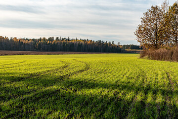 typical autumn landscape with bright green corn field