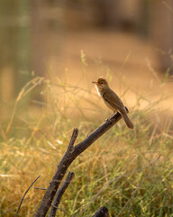 Lone Clamorous reed warbler resting on a perch