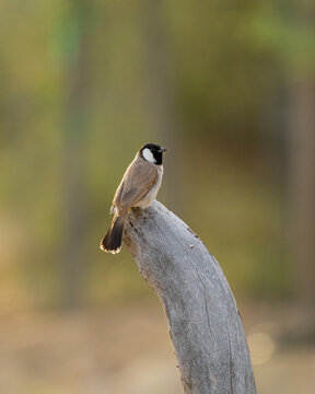 Lone White-eared bulbul perched on a dead tree trunk