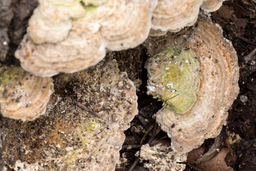 Trametes Betulina – Gilled Polypore mushrooms on decaying tree stump