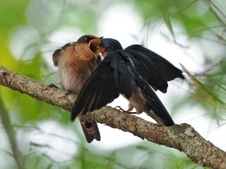 Adult Pacific Swallow (Hirundo tahitica) with iridescent blue plumage above and grayish buff below,...