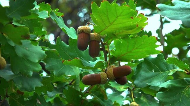 Quercus robur - the pedunculate oak or English oak, brown acorns on a tree against a background of green leaves
