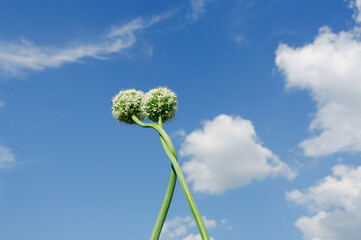 Garlic in the garden. Flowering shoots of garlic intertwine with each other. Tenderness in nature....