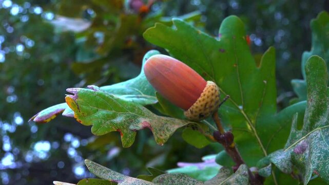 Quercus robur - the pedunculate oak or English oak, brown acorns on a tree against a background of green leaves