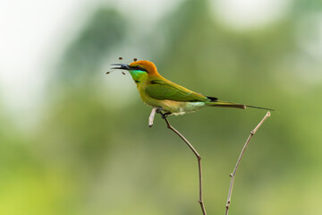 Green bee eater eating dragonfly on branch tree on nature with space blur background for text.Little bird flying on green background.Animals nature wildlife image on the outdoor park.
