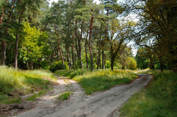 Pine forest. Fork in the road in a pine forest. Sunny day. Selective focus.