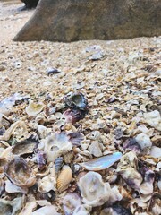 Seashell on sand the beach