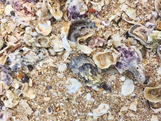 Seashell on sand the beach