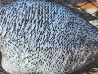 Close up of dried fish Thailand food