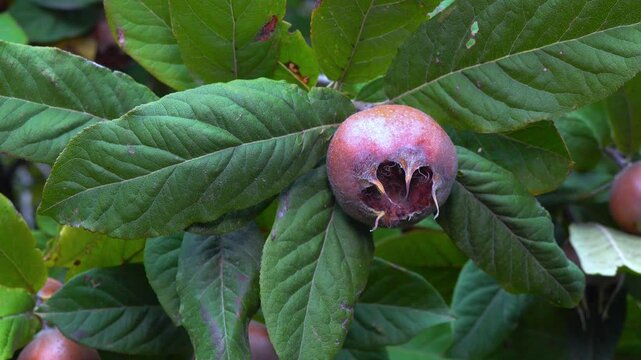 The medlar or common medlar - Mespilus germanica, brown edible sweet fruit with seeds on the background of green leaves in the garden