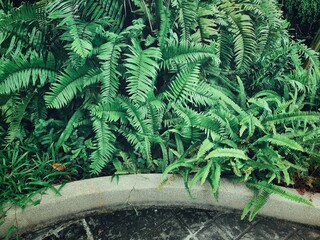 Beautiful of fern green tropical leaves plant background