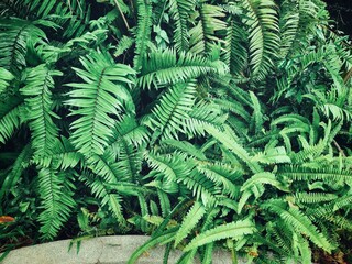 Beautiful of fern green tropical leaves plant background