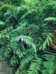 Beautiful of fern green tropical leaves plant background