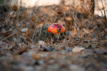 Amanita muscaria. Inedible mushroom red fly agaric in the autumn forest. Close-up nature photography