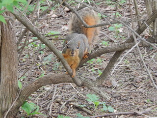 A squirrel posing for the camera 