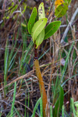 A Red Mangrove seedling that has already dropped from the tree and took hold in the coastal marsh. The long prop root and new leaves are visible. Vertical.