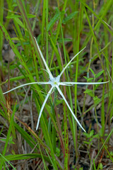 Alligator Lily, Hymenocallis palmeri. Characteristic long petal-like sepals radiating from a funnel-shaped white flower with a green center. Endemic to Florida swamps and wet flatwoods.